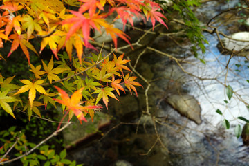 川に掛かる紅葉