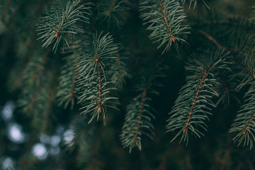 Fluffy branches of a spruce or fir-tree. Christmas wallpaper or postcard concept.