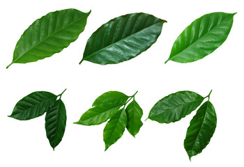 Naklejka na ściany i meble Set and collection of coffee leaves isolated on white background.