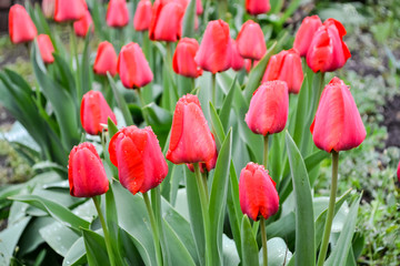 Beautiful red tulips bloomed in the spring in the garden. Selective focus.