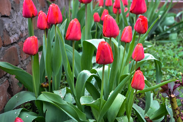 Beautiful red tulips bloomed in the spring in the garden. Selective focus.