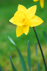 Close up of yellow daffodil flower isolated in the garden