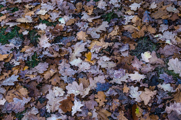 Bright autumn multicolor foliage carpe