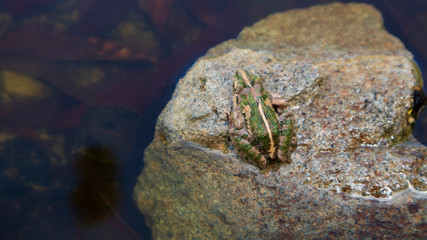 A Rana erythraea on a stone with a beautiful green back