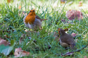robin fight