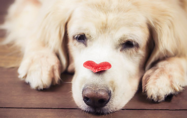 red glitter heart on sleeping golden retriever dog's nose , Valentine's day concept.
