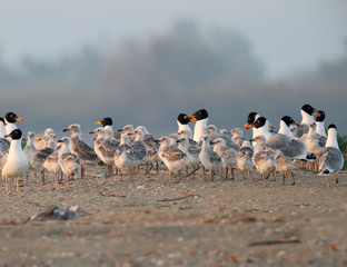 Large colony of palla's gulls with chicks