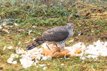 Ein Habicht hat ein Haushuhn geschlagen