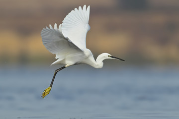 Little egret filmed in flight over morning water