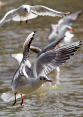 Fototapeta na wymiar gulls in flight