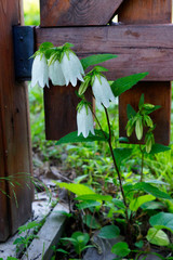 plants in the garden