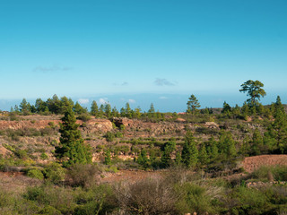 Fototapeta na wymiar canary volcanic landscape with pinus canariensis tree