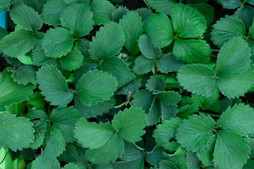 Fototapeta na wymiar Green leaf texture background. Copy space.