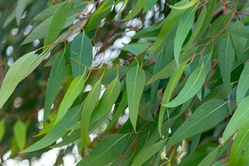 Eucalyptus tree leafs. Closeup on lush foliage of the tree branches.