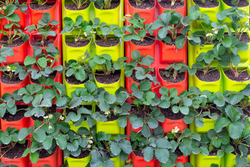 Vertical plant farming for growing many plant varieties in limited area. Colorful planing.