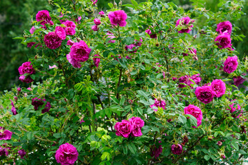 Obraz premium flowers in the garden