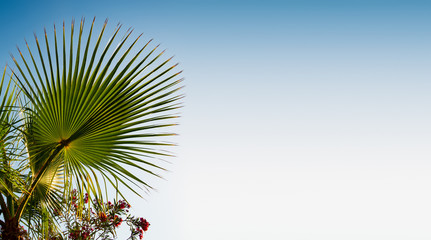 Fototapeta na wymiar large leaf palm tree on blue sky