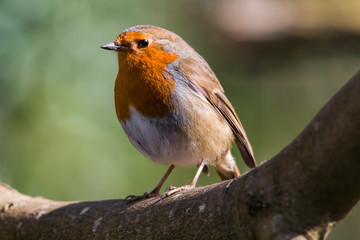 robin on a branch