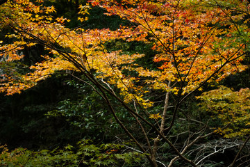 秋・紅葉と木漏れ日