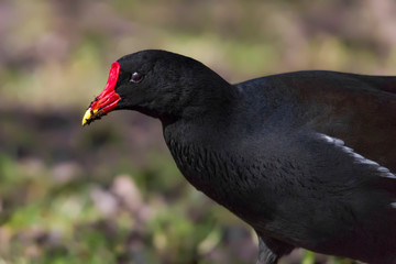 moorhen closeup