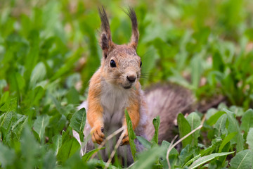 Naklejka premium squirrel in park