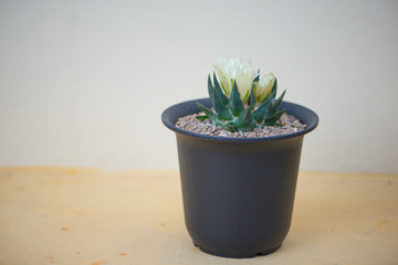 Ariocarpus trigonus cactus and flower in  pot