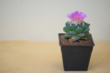 Ariocarpus trigonus cactus and flower in  pot
