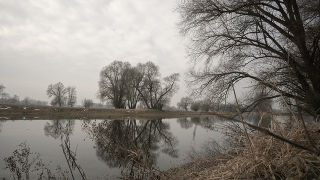 Alte B&auml;ume an den Donau Auen im Nebel mit Wasserspieglung