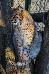 Lynx with closed eyes in the sun at the park.