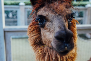 Portrait of an animal beautiful llama nature zoo