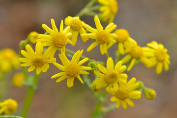 Blüten des Jakobs-Greiskraut (Senecio jacobaea)