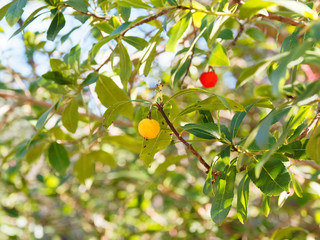 (Arbutus unedo) Westliche Erdbeerbaum in Provence, Früchte in verschiedenen Reifegraden