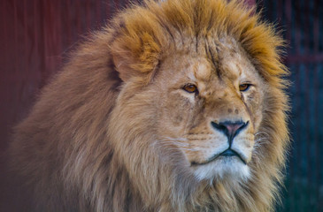 Adult lion with long mane close-up.