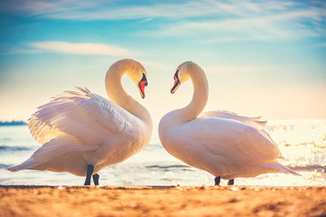 Sea sunrise swans couple in love. Heart shape love symbol from two white swans.