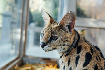 Portrait of a wild cat serval nature animal