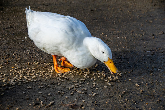 White american pekin ducks (also known as long island or aylesbury ducks) eating bird food pellets