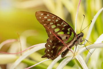 Butterfly on a white flower