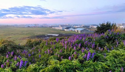 Dawn in the Icelandic city of Hofn and blooming lupine flowers in the foreground, the nature of Iceland