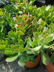 Close-up of Jade plant in pot