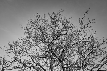 Tree Branches in evening light