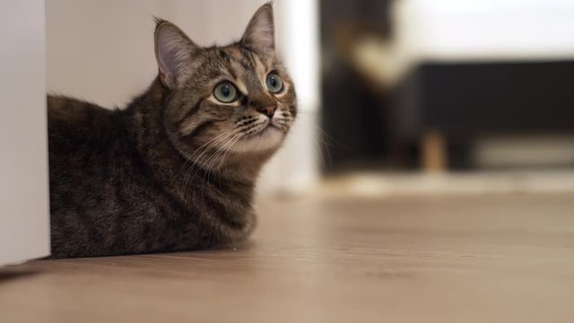 Domestic Cat with stupid funny muzzle sitting and looking around at home. Slo mo, lazy hunting 