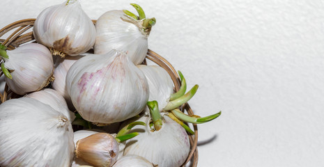 Garlic