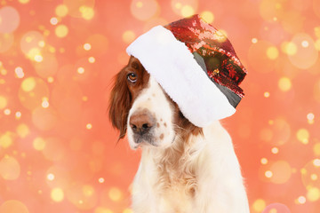 Portrait of a dog in a Santa hat against the background of Christmas decor. bokeh lights.