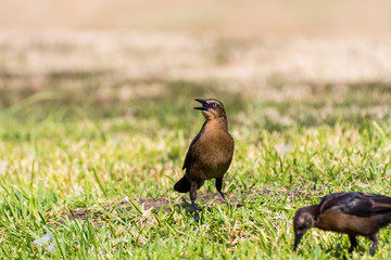 The great-tailed grackle or Mexican grackle ( Quiscalus mexicanus) is a medium-sized, highly social passerine bird native to North and South America