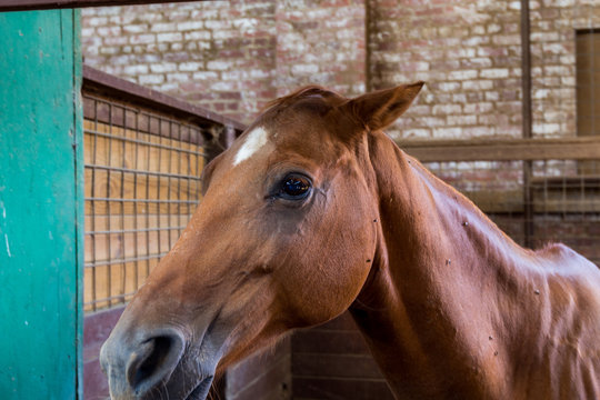 A Brown Horse In The Stockyard In The Fort Worth Stockyards, A Historic District That Is Located In Fort Worth, Texas, USA.