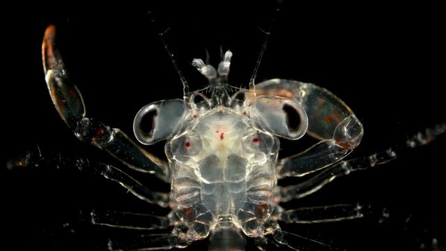 The crab larva under the microscope, at the megalope stage, has already sunk to the bottom and after molting will become a full-fledged small crab