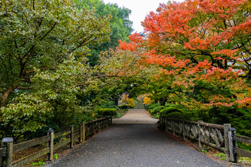The Japanese garden.