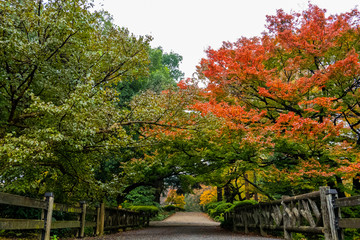 The Japanese garden.