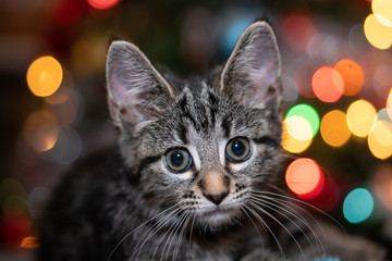 Holiday Kitten