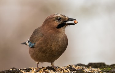 Eichelhäher im Naturschutzgebiet Niedermoorwiesen mit Nuss im Schnabel 